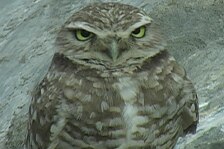 owl 2.jpg
